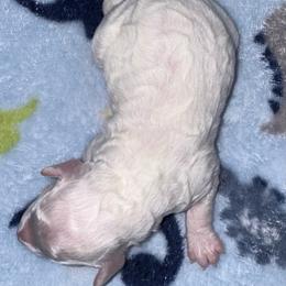 Happy - White female Poodle puppy in Akeley, Minnesota from Blessed Acres Miniature Poodles