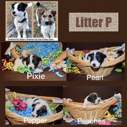 Beagle, Jack Russell Terrier, and Russell Terrier Puppies from Mountain Top