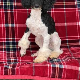 Poodle Puppies from Flint River Poodles