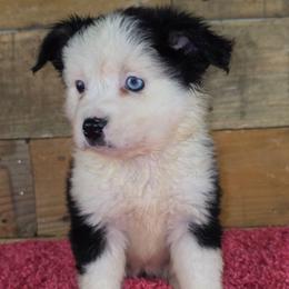 OG-3 - Black tri female Miniature Australian Shepherd puppy in Citra, Florida from Southpaw Herders LLC