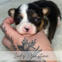 Judy Gemstone - Black and tan female American Corgi puppy in Greenwood, Indiana from Witch Creek Corgis