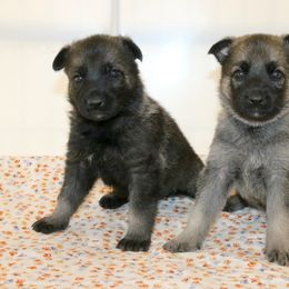 German Shepherd Puppies from Sprague's German Shepherds