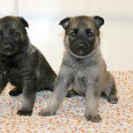 German Shepherd Puppies from Sprague's German Shepherds