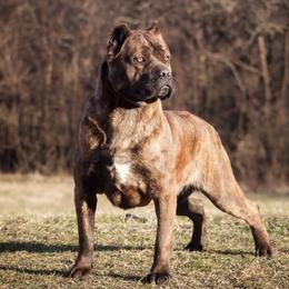Rosie - Cane Corso