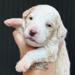 Rubble - male Australian Mountain Doodle puppy in Cortez, Colorado from Sassy Pants Pups