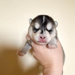 3 - Gray and white female Pomsky puppy in La Verne, California from Red Cedar Pomskies