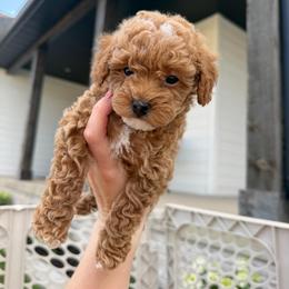 Purple Girl 3250 free USdelivery - Red  female Goldendoodle puppy in Mayfield, Utah from Ruff Country Doodles