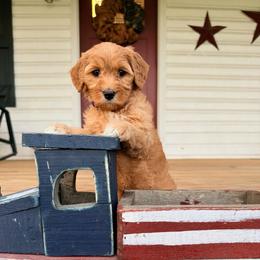 Gloria - Red  female Goldendoodle puppy in Rose Hill, North Carolina from Red Door Canines