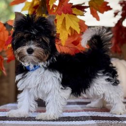 Blue Collar 2800 - Black tan and white male Biewer Terrier puppy in Ambrose, Georgia from Southern Star Biewer Terriers