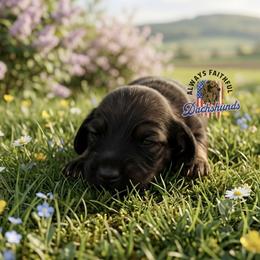 AFDs Athena - Red female Dachshund puppy in Waverly, Ohio from Always Faithful Dachshunds