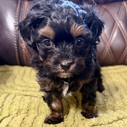 Boy - Black male Russian Tsvetnaya Bolonka puppy in Peabody, Kansas from SouthFork Ranch