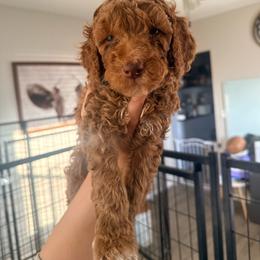 Sarafina - White Band Girl - Red  female Poodle puppy in Plainfield, New Jersey from Caris Paws Poodles and Labradoodles