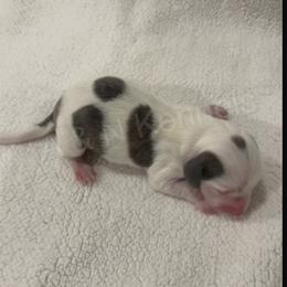 Male 2 - Piebald male Dachshund puppy in Brandon, Mississippi from A & N Kennels