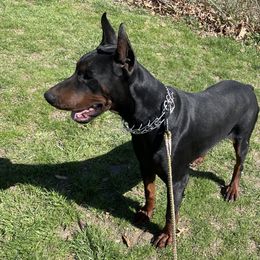Rolex - Doberman Pinscher