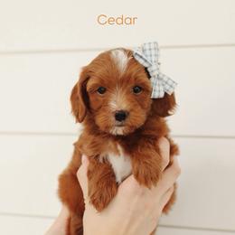 Cedar - Red  male Goldendoodle puppy in Rio Linda, California from GoldendoodlePaw