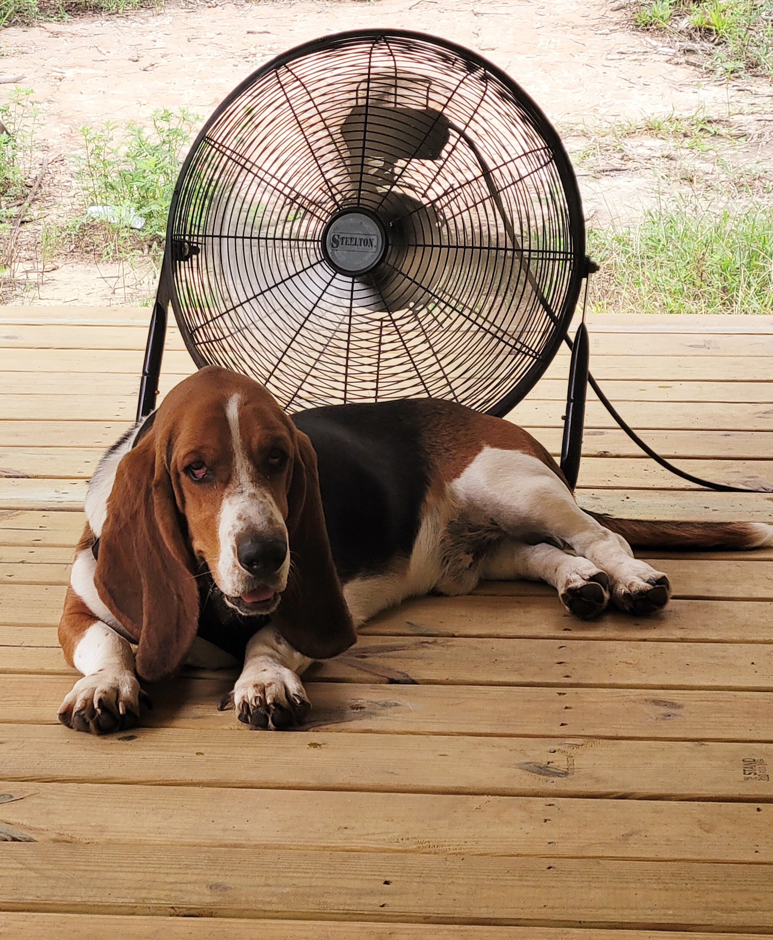 Buford - Basset Hound