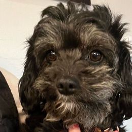 Oakley - Cavapoo