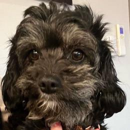 Oakley - Cavapoo