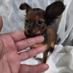 Boy 1 - Russian Toy puppy from Chenier Russian toys