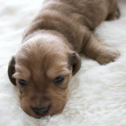 Sonny - Dapple male Dachshund puppy in Morrow, Ohio from Courtney’s Colorful Doxies