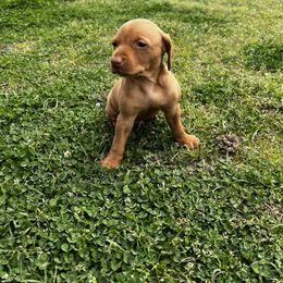 Vizsla Puppies from Mickle Farm Vizslas