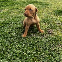 Vizsla Puppies from Mickle Farm Vizslas