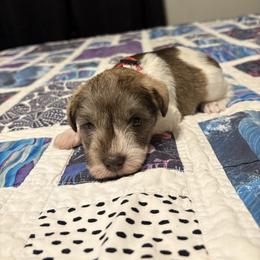 Boy 5 - Parti male Miniature Schnauzer puppy in Dunlap, Tennessee from Beards of Glory