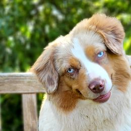 Golden Retrievers, Labrador Retrievers, and Miniature American Shepherds from ROCK CREEK