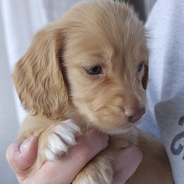 Light blue collar - Red male Dachshund puppy in Pasco, Washington from Loyal Lil Dachshunds