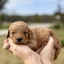 Blue - Apricot male Goldendoodle puppy in Mc Kinney, Texas from Safari Doodles