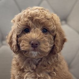 Cockapoos from 10-Acre Woods Cockapoos