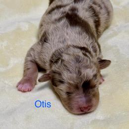 Otis - Red merle male Aussiedoodle puppy in Charlestown, Indiana from Forever Aussies and A Doodle