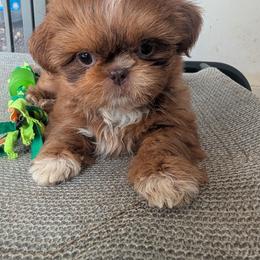 Juliet - Liver female Shih Tzu puppy in West Pawlet, Vermont from Morgan's Shih Tzus