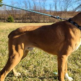 Boxers, Cavalier King Charles Spaniels, and Companion Crosses from Katie's Pups