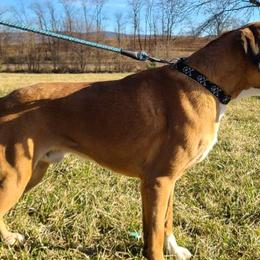 Boxers, Cavalier King Charles Spaniels, and Companion Crosses from Katie's Pups