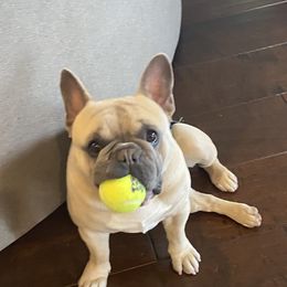 Jack - French Bulldog