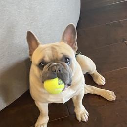 Jack - French Bulldog