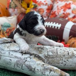 Elsie - Black and white female Bernedoodle puppy in Willacoochee, Georgia from Kitandkboodle's Doodles