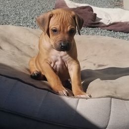 Rhodesian Ridgeback Puppies from Willowist Rhodesian Ridgebacks
