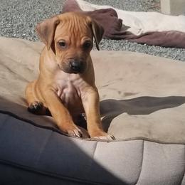 Rhodesian Ridgeback Puppies from Willowist Rhodesian Ridgebacks