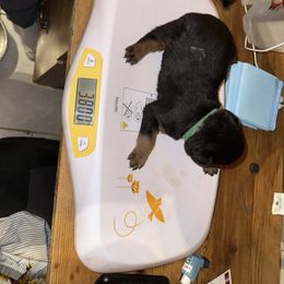 Rottweiler Puppies from Von Locher Rotties