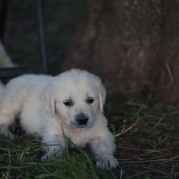Mr. Grey - Light golden male Golden Retriever puppy in Morrill, Kansas from Grimm Girls Farm