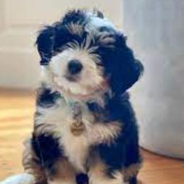 Bernedoodles, Cavalier King Charles Spaniels, Cavapoos, and Goldendoodles from Abidoodles