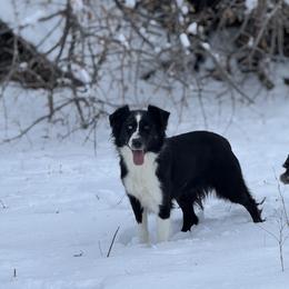 Dixie - Australian Shepherd