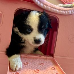 Blossom - Black tri male Miniature Australian Shepherd puppy in Port Saint Lucie, Florida from Charlene Brannon's Mini Australian Shepherds