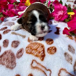 Pua - Brown and white female Shichon puppy in Bushnell, Florida from Diamond Belle Puppies, LLC