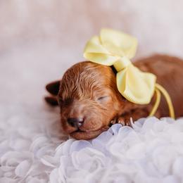 Yellow - Red  female Poodle puppy in Las Vegas, Nevada from Vegas Toy Poodles