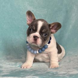 Willie - Tricolors male French Bulldog puppy in Sterling Heights, Michigan from Freshwater Frenchies