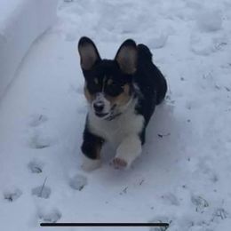 American Corgi and Pembroke Welsh Corgi Puppies from Lonesome Boone Corgis
