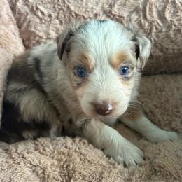 Tostada - Red merle female Toy Australian Shepherd puppy in Greensboro, North Carolina from Mike & Josh- Small Mini/Toy Aussies